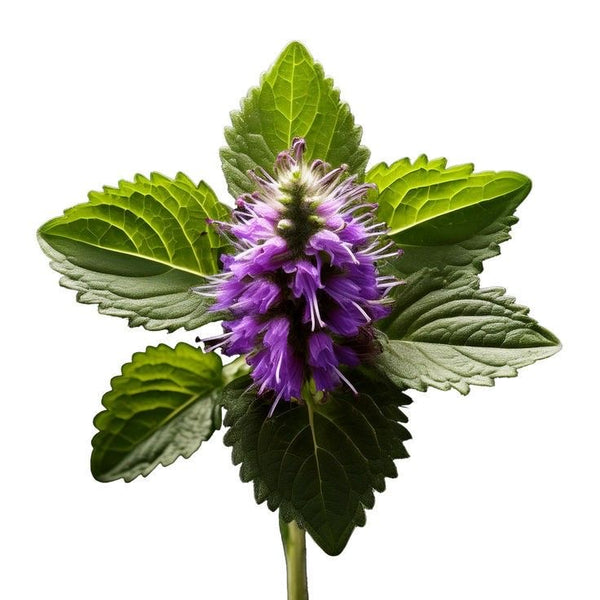 Lavender & Patchouli oil