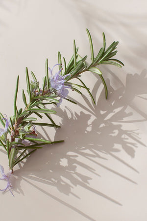 Lavender & Rosmary oil